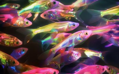 L’Impact des Copépodes sur la Santé des Poissons